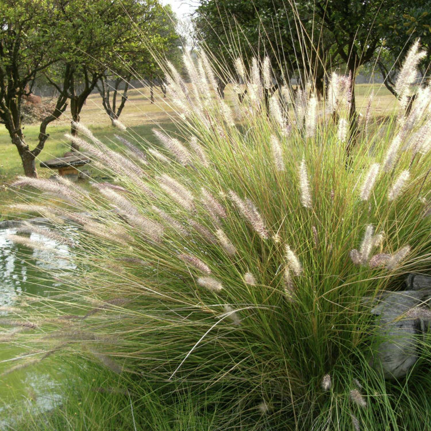 Nurmilauha 'Goldtau' (Deschampsia cespitosa)